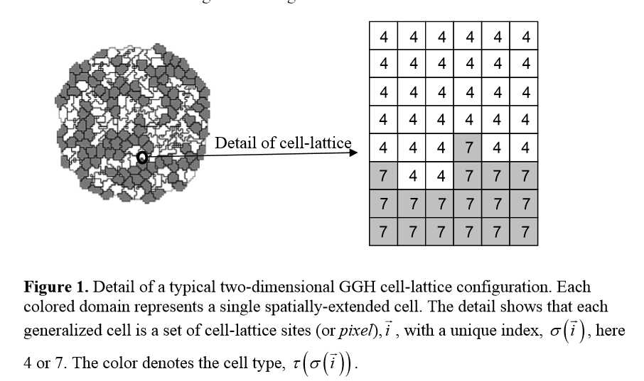 detail of a GGH cell-lattice configuration