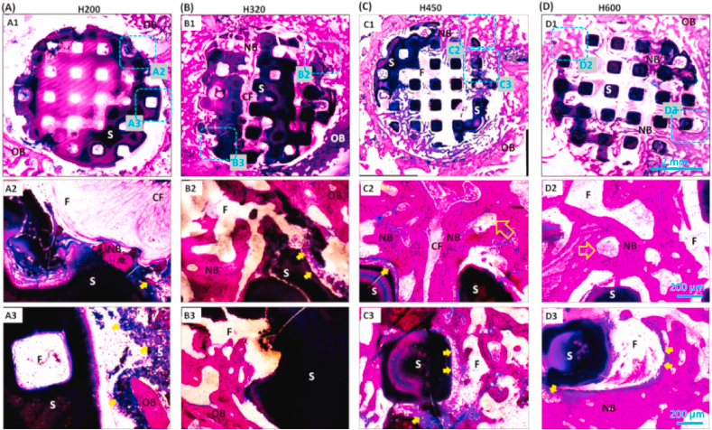 Fig7 组织学染色