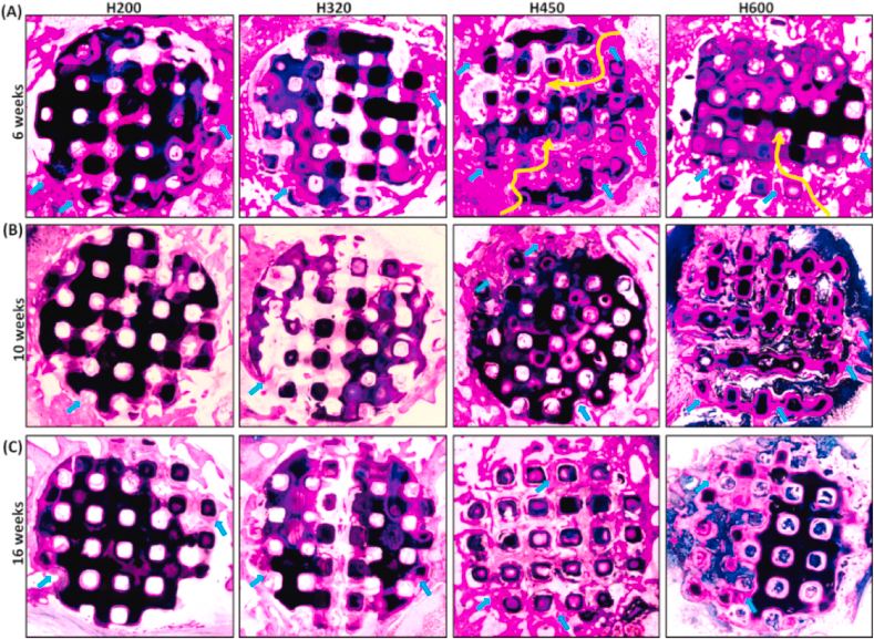 Fig8 组织学染色